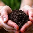 A gardener's hands gently sifting rich, dark, crumbly soil, indicating healthy, organic soil full of nutrients.