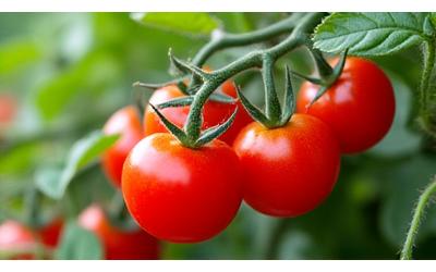 Small, ripe cherry tomatoes on a compact bush in a container.